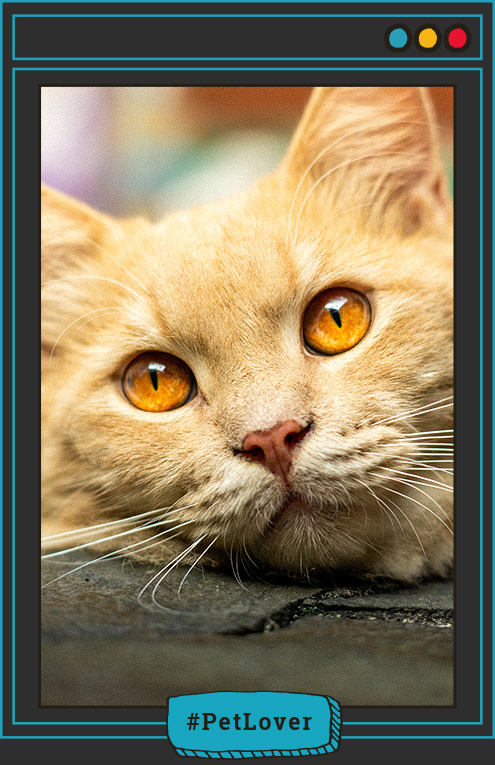 Porque los ojos de los gatos cambian de forma
